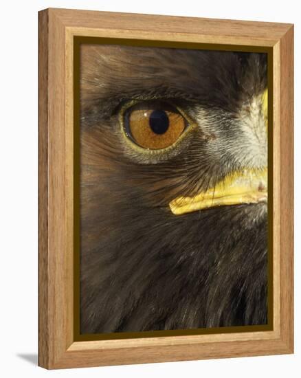 Golden Eagle (Aquila Chrysaetos) Close up of Eye, Cairngorms National Park, Scotland, UK-Pete Cairns-Framed Premier Image Canvas