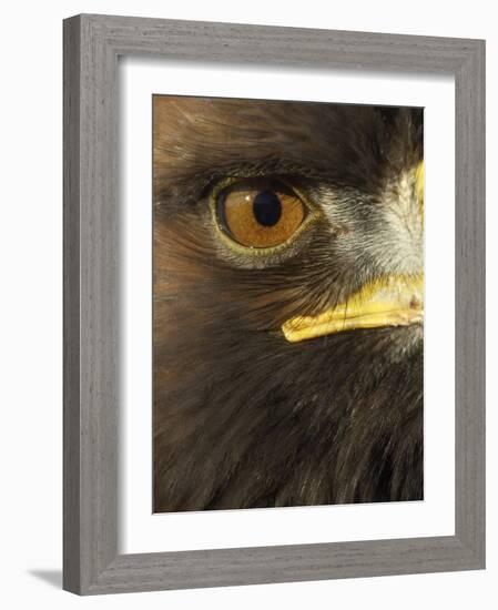 Golden Eagle (Aquila Chrysaetos) Close up of Eye, Cairngorms National Park, Scotland, UK-Pete Cairns-Framed Photographic Print