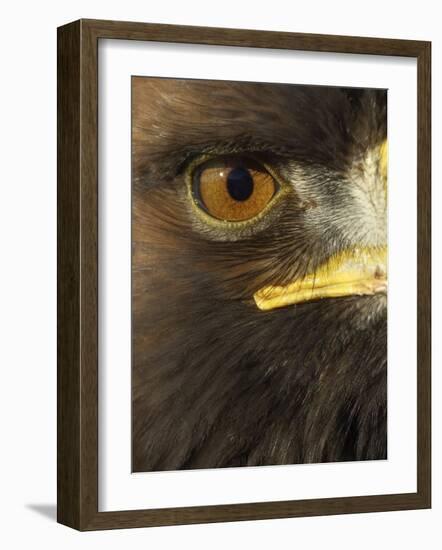 Golden Eagle (Aquila Chrysaetos) Close up of Eye, Cairngorms National Park, Scotland, UK-Pete Cairns-Framed Photographic Print