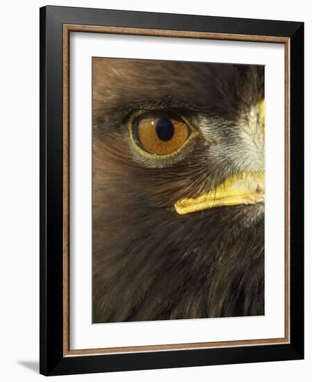 Golden Eagle (Aquila Chrysaetos) Close up of Eye, Cairngorms National Park, Scotland, UK-Pete Cairns-Framed Photographic Print