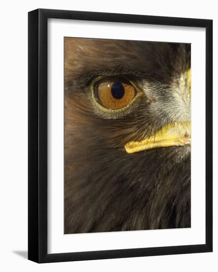 Golden Eagle (Aquila Chrysaetos) Close up of Eye, Cairngorms National Park, Scotland, UK-Pete Cairns-Framed Photographic Print