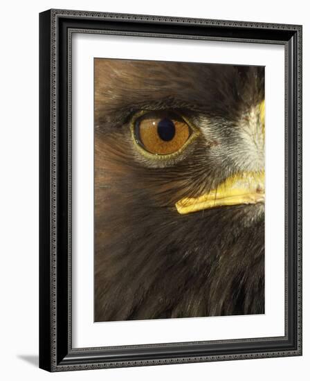 Golden Eagle (Aquila Chrysaetos) Close up of Eye, Cairngorms National Park, Scotland, UK-Pete Cairns-Framed Photographic Print