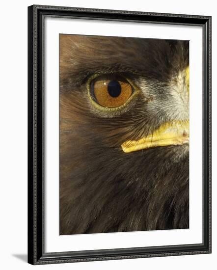 Golden Eagle (Aquila Chrysaetos) Close up of Eye, Cairngorms National Park, Scotland, UK-Pete Cairns-Framed Photographic Print