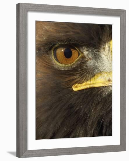 Golden Eagle (Aquila Chrysaetos) Close up of Eye, Cairngorms National Park, Scotland, UK-Pete Cairns-Framed Photographic Print