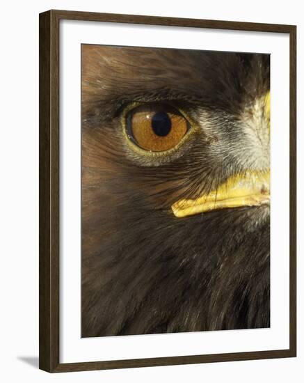 Golden Eagle (Aquila Chrysaetos) Close up of Eye, Cairngorms National Park, Scotland, UK-Pete Cairns-Framed Photographic Print