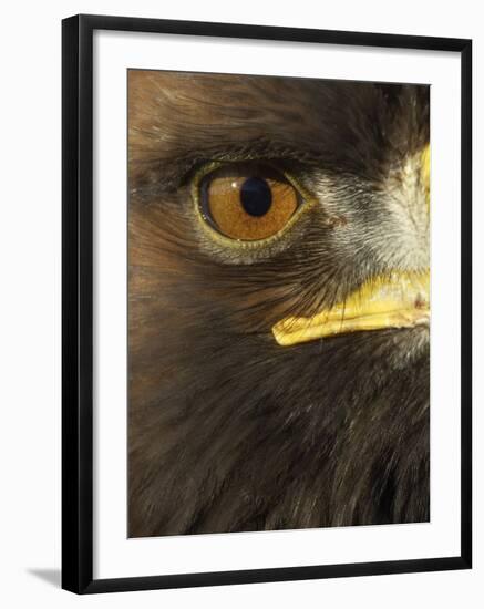 Golden Eagle (Aquila Chrysaetos) Close up of Eye, Cairngorms National Park, Scotland, UK-Pete Cairns-Framed Photographic Print