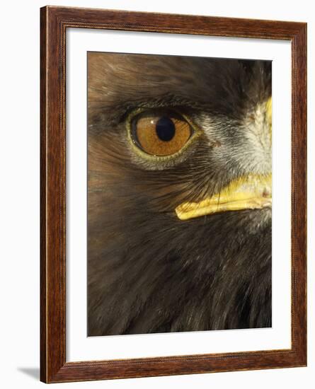 Golden Eagle (Aquila Chrysaetos) Close up of Eye, Cairngorms National Park, Scotland, UK-Pete Cairns-Framed Photographic Print