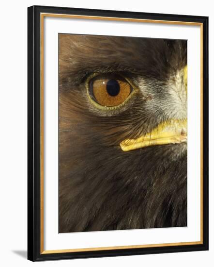 Golden Eagle (Aquila Chrysaetos) Close up of Eye, Cairngorms National Park, Scotland, UK-Pete Cairns-Framed Photographic Print