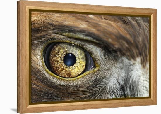 Golden eagle (aquila chrysaetos) close-up of eye, scotland, captive-Malcolm Schuyl-Framed Premier Image Canvas