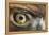 Golden eagle (aquila chrysaetos) close-up of eye, scotland, captive-Malcolm Schuyl-Framed Premier Image Canvas
