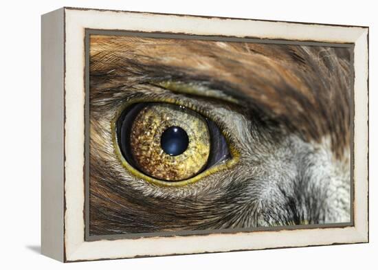 Golden eagle (aquila chrysaetos) close-up of eye, scotland, captive-Malcolm Schuyl-Framed Premier Image Canvas