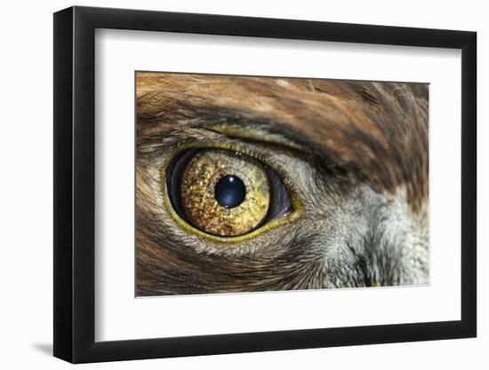 Golden eagle (aquila chrysaetos) close-up of eye, scotland, captive-Malcolm Schuyl-Framed Photographic Print