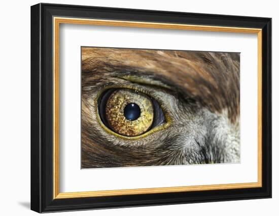 Golden eagle (aquila chrysaetos) close-up of eye, scotland, captive-Malcolm Schuyl-Framed Photographic Print