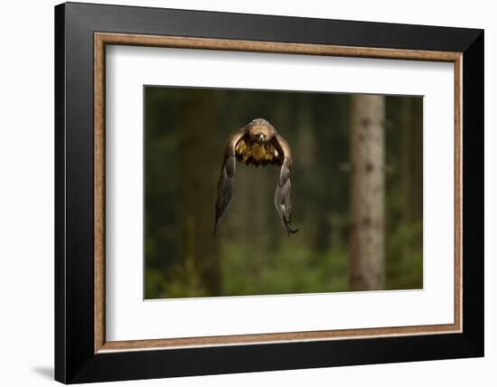 Golden Eagle (Aquila Chrysaetos) Flying Through Forest, Czech Republic, November. Captive-Ben Hall-Framed Photographic Print