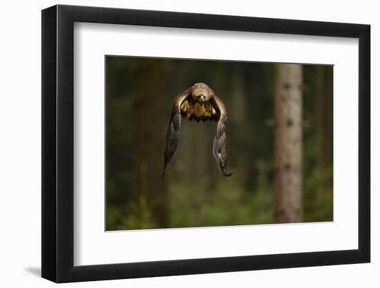 Golden Eagle (Aquila Chrysaetos) Flying Through Forest, Czech Republic, November. Captive-Ben Hall-Framed Photographic Print