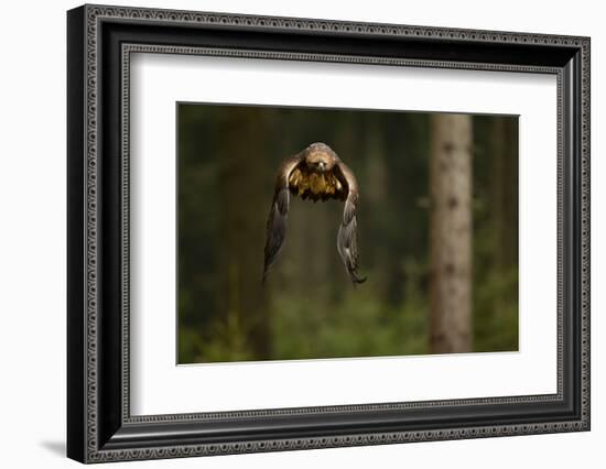 Golden Eagle (Aquila Chrysaetos) Flying Through Forest, Czech Republic, November. Captive-Ben Hall-Framed Photographic Print