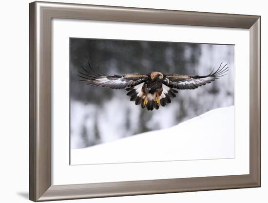 Golden Eagle (Aquila Chrysaetos) in Flight over Snow, Flatanger, Norway, November 2008-Widstrand-Framed Photographic Print