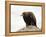 Golden Eagle, Aquila Chrysaetos, in Snow, Captive, United Kingdom-Steve & Ann Toon-Framed Premier Image Canvas