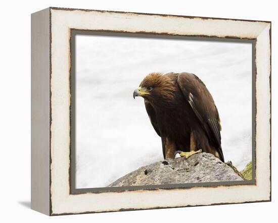 Golden Eagle, Aquila Chrysaetos, in Snow, Captive, United Kingdom-Steve & Ann Toon-Framed Premier Image Canvas