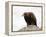 Golden Eagle, Aquila Chrysaetos, in Snow, Captive, United Kingdom-Steve & Ann Toon-Framed Premier Image Canvas