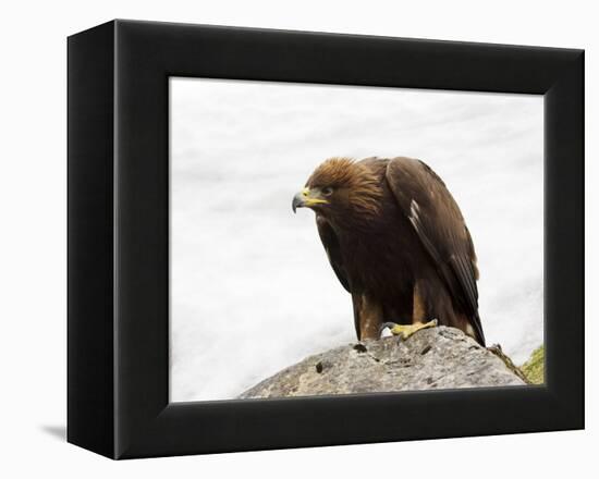 Golden Eagle, Aquila Chrysaetos, in Snow, Captive, United Kingdom-Steve & Ann Toon-Framed Premier Image Canvas