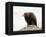 Golden Eagle, Aquila Chrysaetos, in Snow, Captive, United Kingdom-Steve & Ann Toon-Framed Premier Image Canvas