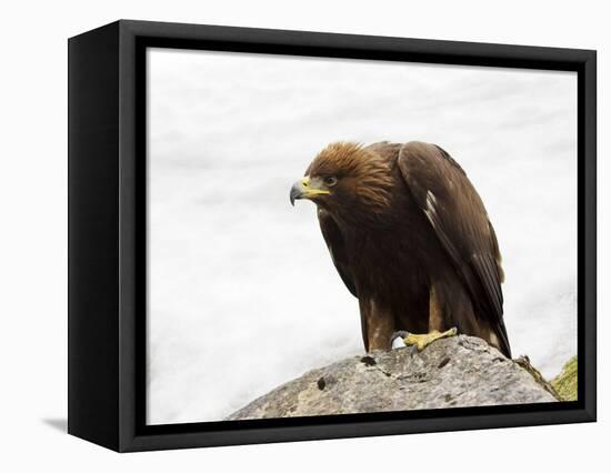 Golden Eagle, Aquila Chrysaetos, in Snow, Captive, United Kingdom-Steve & Ann Toon-Framed Premier Image Canvas