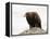 Golden Eagle, Aquila Chrysaetos, in Snow, Captive, United Kingdom-Steve & Ann Toon-Framed Premier Image Canvas