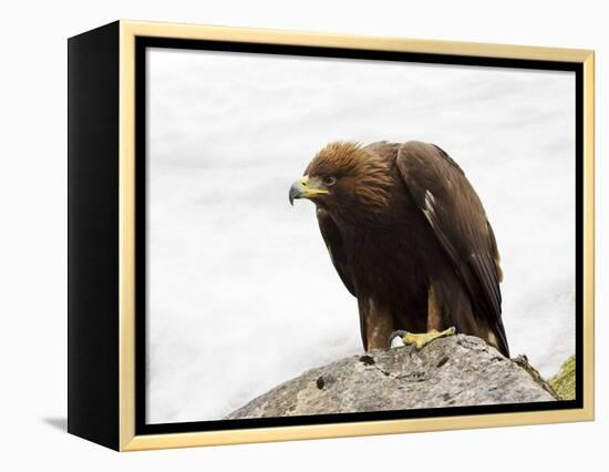 Golden Eagle, Aquila Chrysaetos, in Snow, Captive, United Kingdom-Steve & Ann Toon-Framed Premier Image Canvas