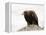 Golden Eagle, Aquila Chrysaetos, in Snow, Captive, United Kingdom-Steve & Ann Toon-Framed Premier Image Canvas