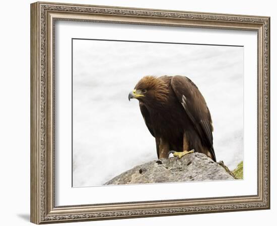 Golden Eagle, Aquila Chrysaetos, in Snow, Captive, United Kingdom-Steve & Ann Toon-Framed Photographic Print