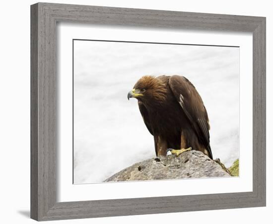 Golden Eagle, Aquila Chrysaetos, in Snow, Captive, United Kingdom-Steve & Ann Toon-Framed Photographic Print