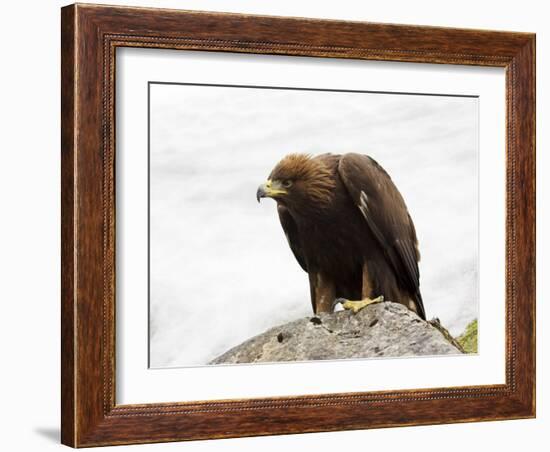 Golden Eagle, Aquila Chrysaetos, in Snow, Captive, United Kingdom-Steve & Ann Toon-Framed Photographic Print
