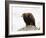 Golden Eagle, Aquila Chrysaetos, in Snow, Captive, United Kingdom-Steve & Ann Toon-Framed Photographic Print