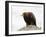 Golden Eagle, Aquila Chrysaetos, in Snow, Captive, United Kingdom-Steve & Ann Toon-Framed Photographic Print