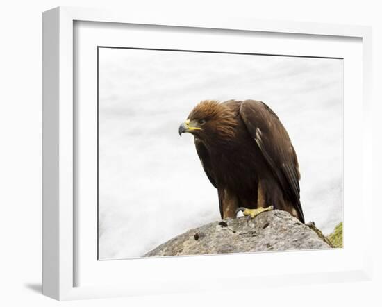 Golden Eagle, Aquila Chrysaetos, in Snow, Captive, United Kingdom-Steve & Ann Toon-Framed Photographic Print