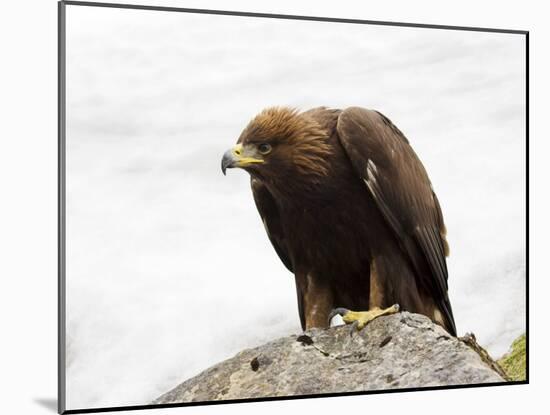 Golden Eagle, Aquila Chrysaetos, in Snow, Captive, United Kingdom-Steve & Ann Toon-Mounted Photographic Print