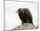 Golden Eagle, Aquila Chrysaetos, in Snow, Captive, United Kingdom-Steve & Ann Toon-Mounted Photographic Print