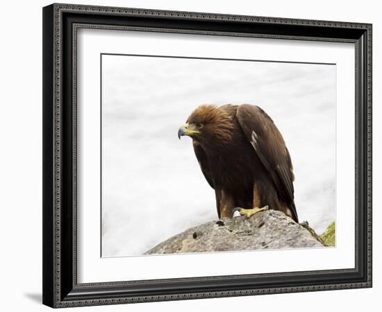 Golden Eagle, Aquila Chrysaetos, in Snow, Captive, United Kingdom-Steve & Ann Toon-Framed Photographic Print