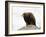 Golden Eagle, Aquila Chrysaetos, in Snow, Captive, United Kingdom-Steve & Ann Toon-Framed Photographic Print