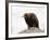 Golden Eagle, Aquila Chrysaetos, in Snow, Captive, United Kingdom-Steve & Ann Toon-Framed Photographic Print