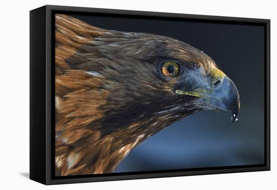 Golden eagle (Aquila chrysaetos) male head portrait,  Kalvtrask, Vasterbotten, Sweden-Staffan Widstrand-Framed Premier Image Canvas