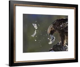 Golden Eagle (Aquila Chrysaetos) Plucking Capercaillie (Tetrao Urogallus) Kuusamo, Finland, April-Markus Varesvuo-Framed Photographic Print
