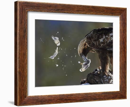 Golden Eagle (Aquila Chrysaetos) Plucking Capercaillie (Tetrao Urogallus) Kuusamo, Finland, April-Markus Varesvuo-Framed Photographic Print