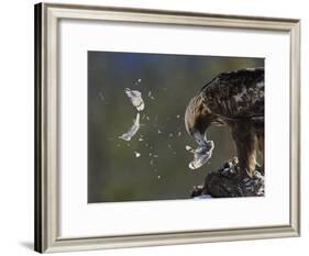 Golden Eagle (Aquila Chrysaetos) Plucking Capercaillie (Tetrao Urogallus) Kuusamo, Finland, April-Markus Varesvuo-Framed Photographic Print