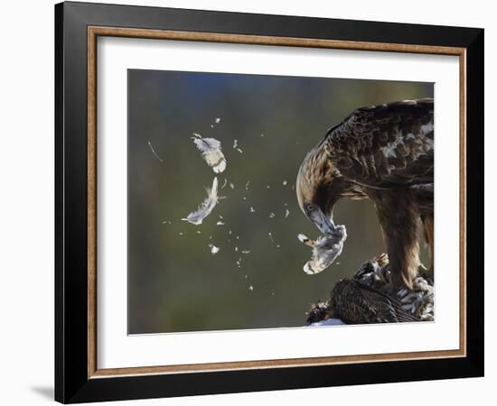 Golden Eagle (Aquila Chrysaetos) Plucking Capercaillie (Tetrao Urogallus) Kuusamo, Finland, April-Markus Varesvuo-Framed Photographic Print
