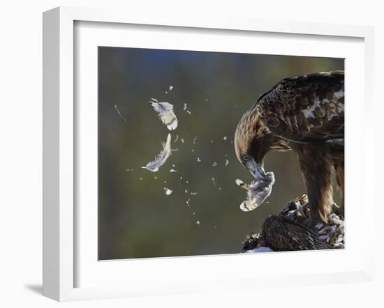 Golden Eagle (Aquila Chrysaetos) Plucking Capercaillie (Tetrao Urogallus) Kuusamo, Finland, April-Markus Varesvuo-Framed Photographic Print