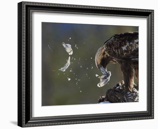 Golden Eagle (Aquila Chrysaetos) Plucking Capercaillie (Tetrao Urogallus) Kuusamo, Finland, April-Markus Varesvuo-Framed Photographic Print