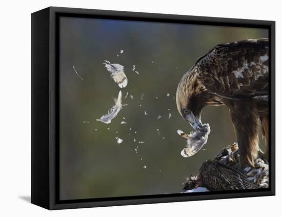 Golden Eagle (Aquila Chrysaetos) Plucking Capercaillie (Tetrao Urogallus) Kuusamo, Finland, April-Markus Varesvuo-Framed Premier Image Canvas