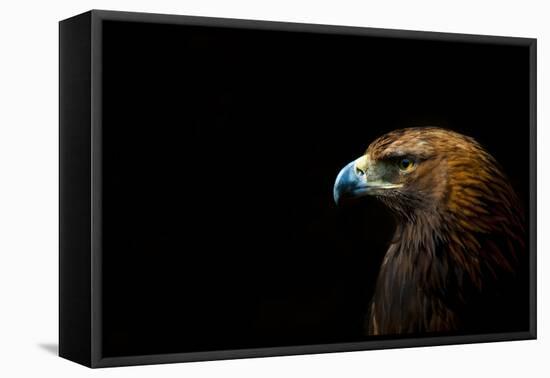 Golden Eagle (Aquila Chrysaetos) Portrait, Captive, Occurs In The Northern Hemisphere-Edwin Giesbers-Framed Premier Image Canvas